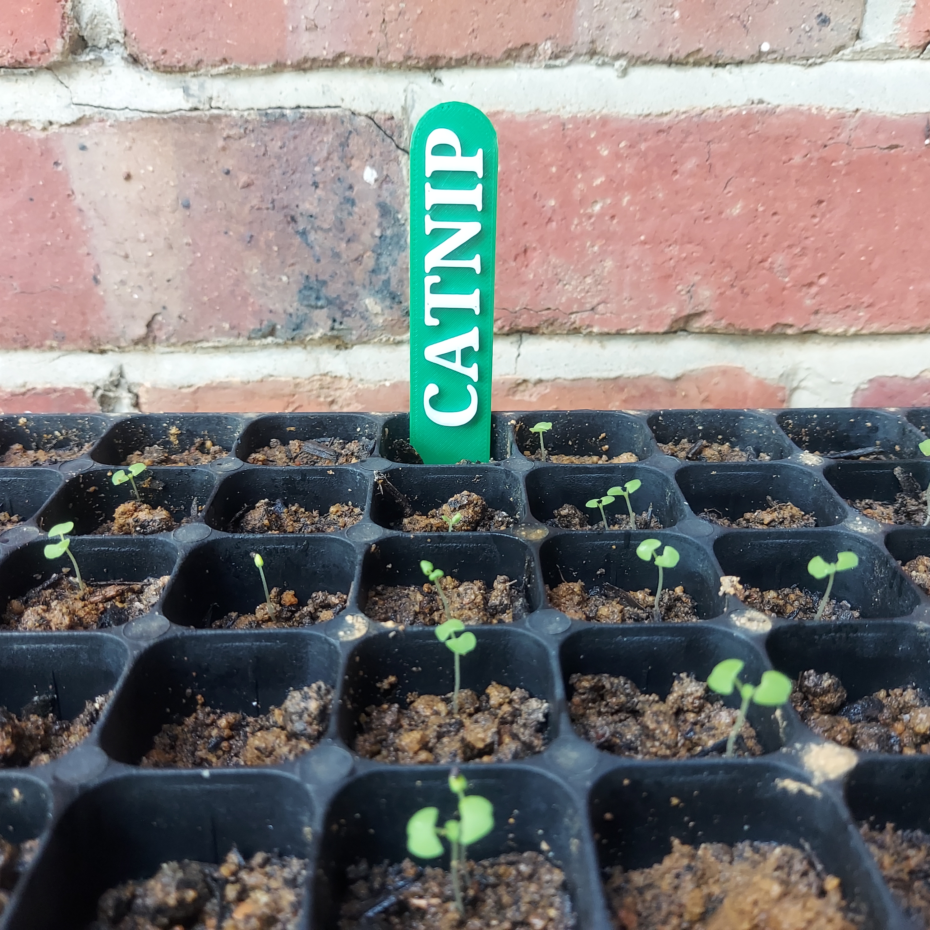 Simple Catnip Plant Label