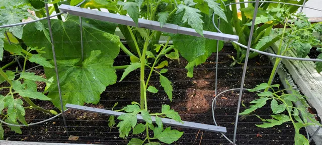 Tomato Cage Extension