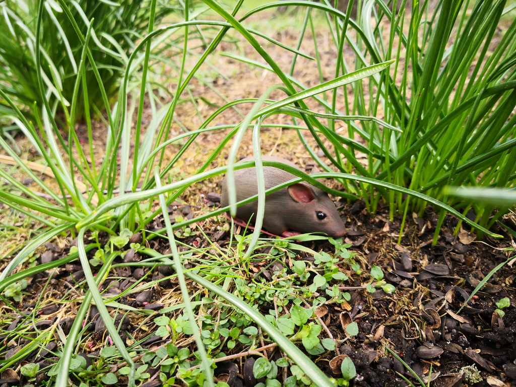 Mouse