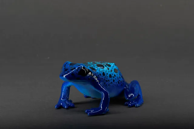 Poison Dart Frog