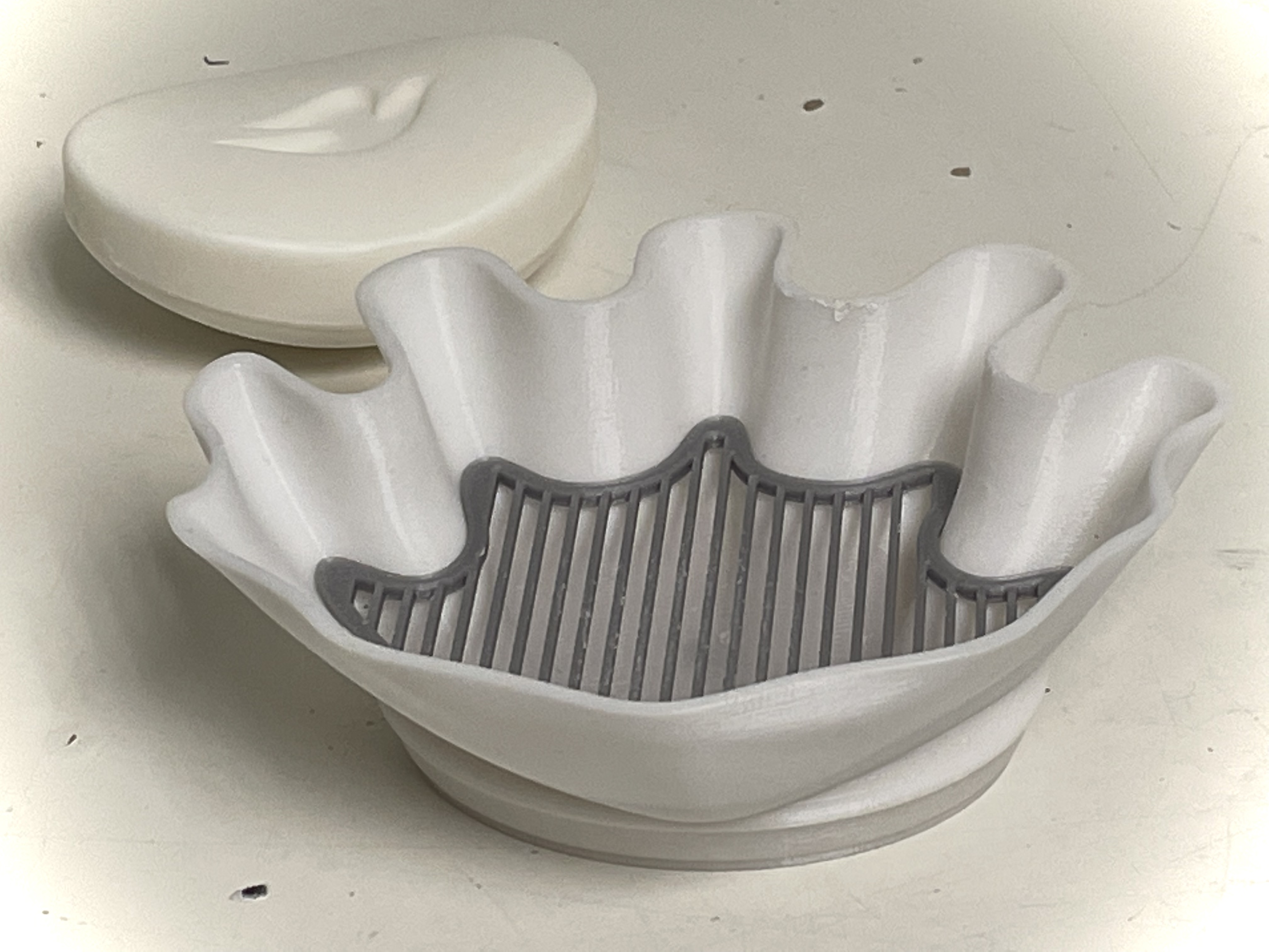 Giant Sea Shell - Soap Dish