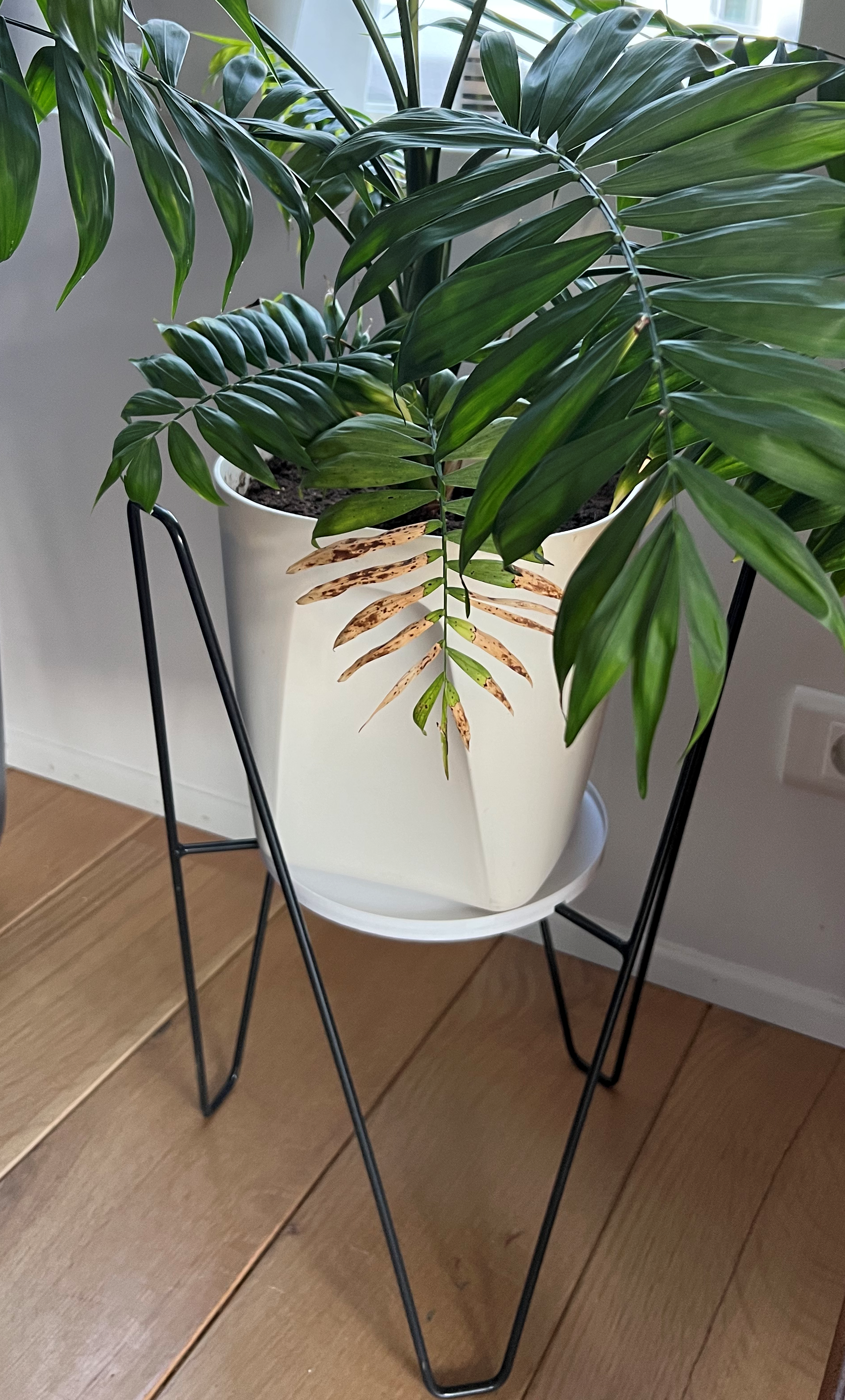 Flower Pot Tray