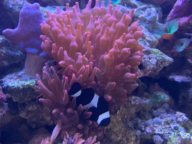 Clown fish magnet