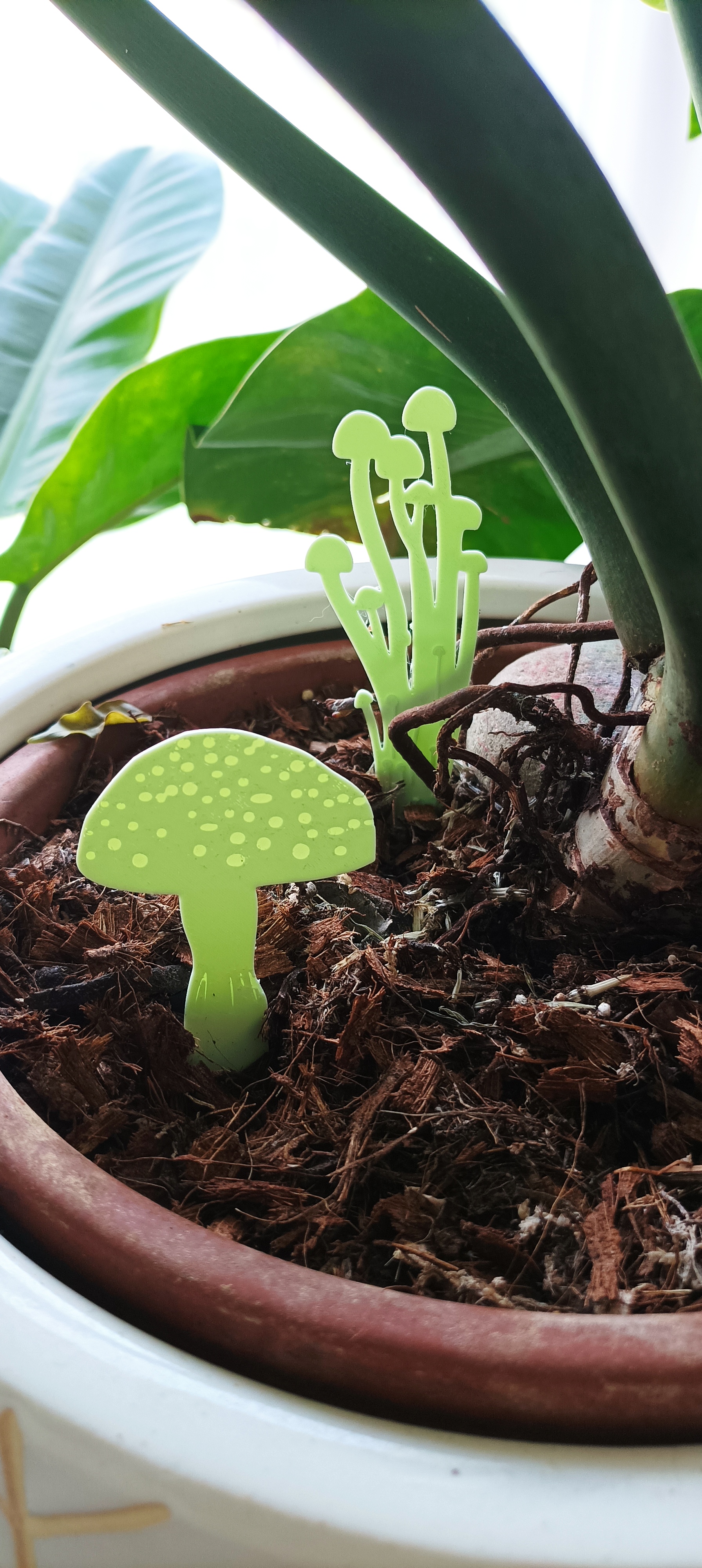Champignons de décoration pour plantes