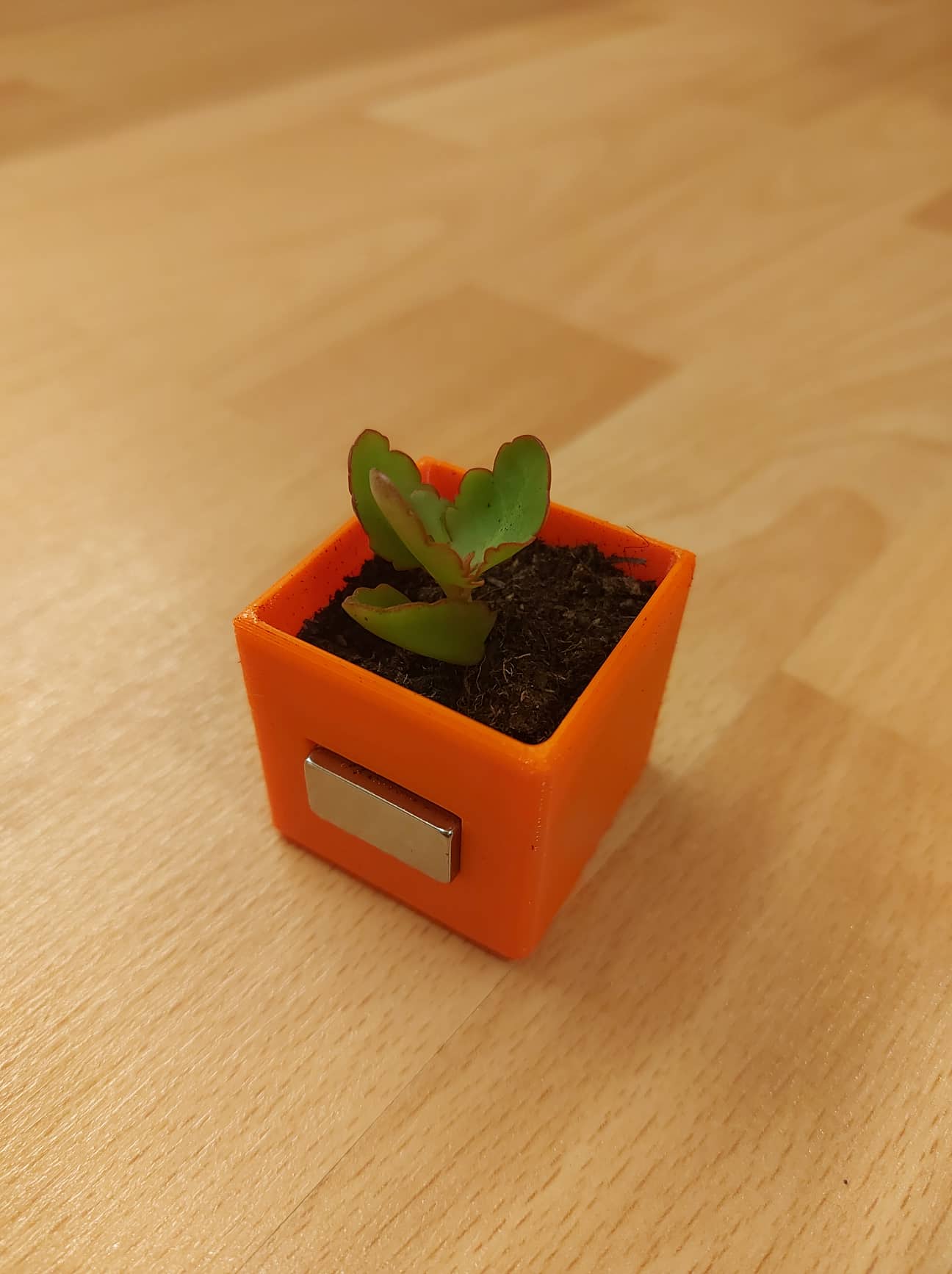 Fridge magnet - Mini succulent pot