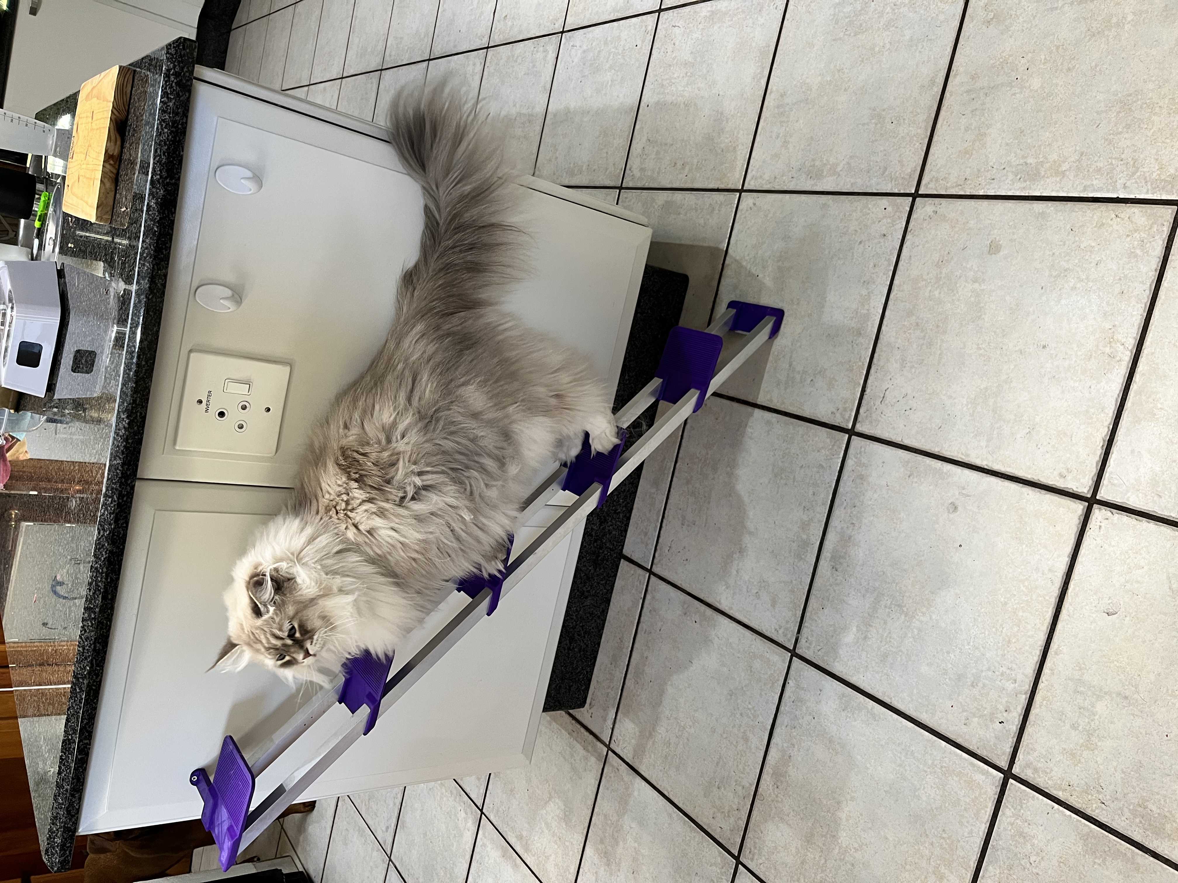 Cat Ladder