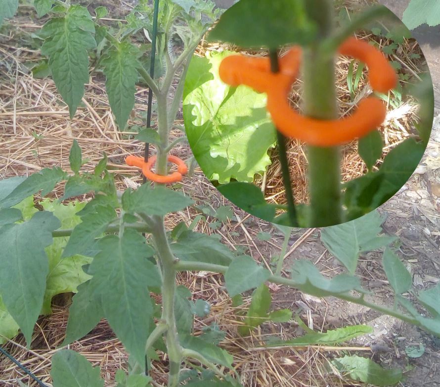 Tomato clip on wire or trellis for plants