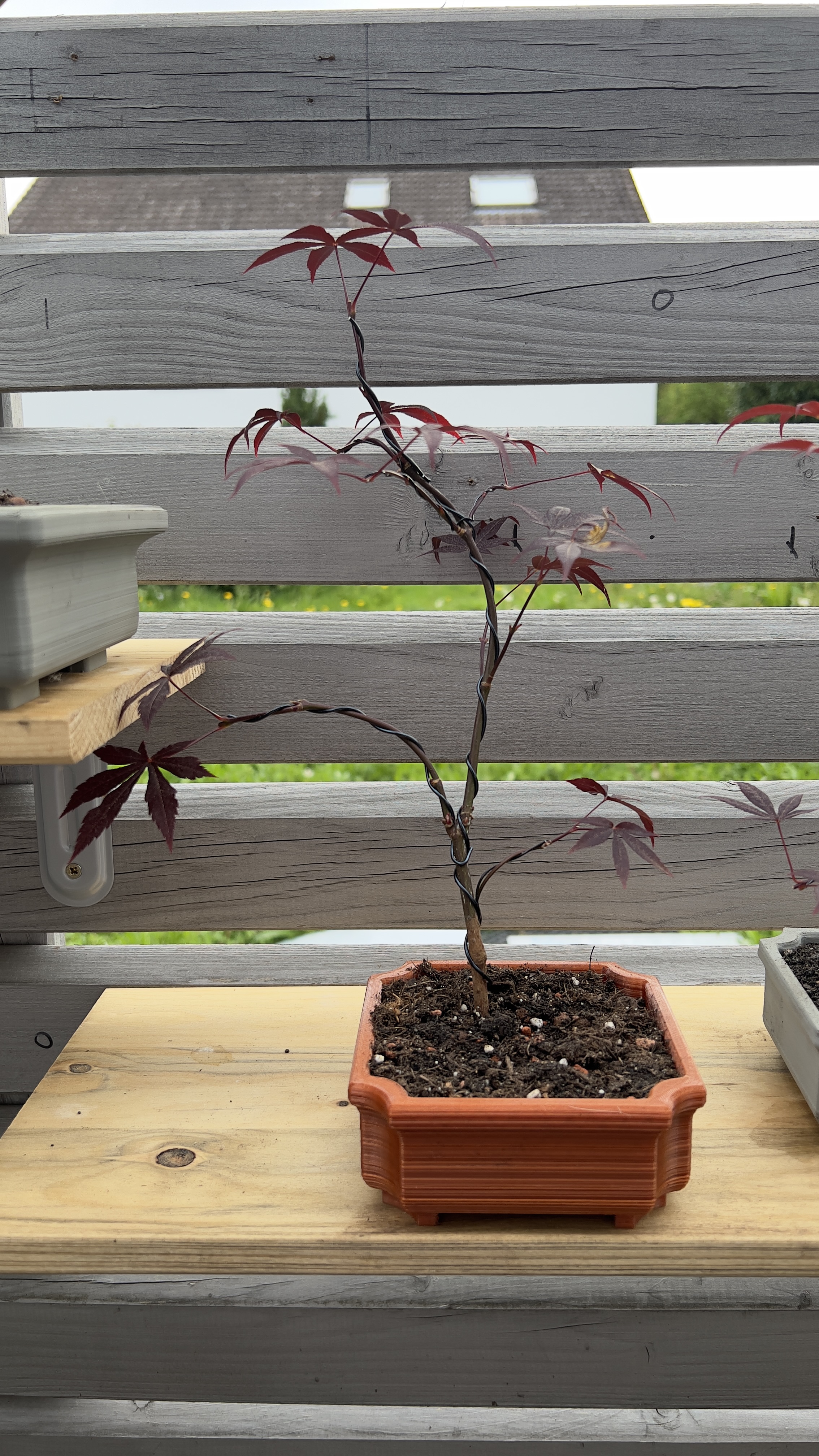 Miniatura 8 do modelo 3D Bonsai pots + coasters