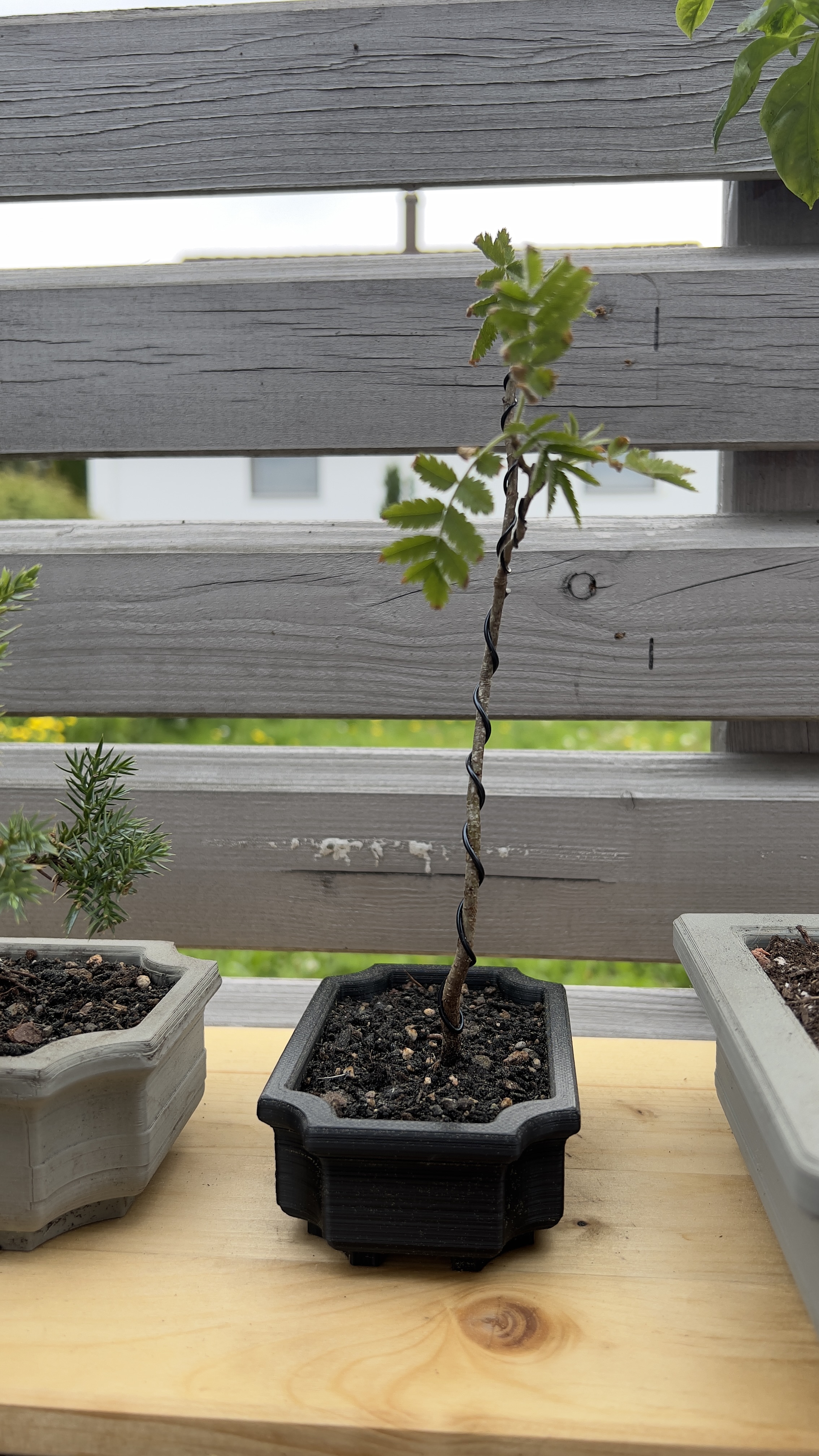 Miniatura 9 do modelo 3D Bonsai pots + coasters