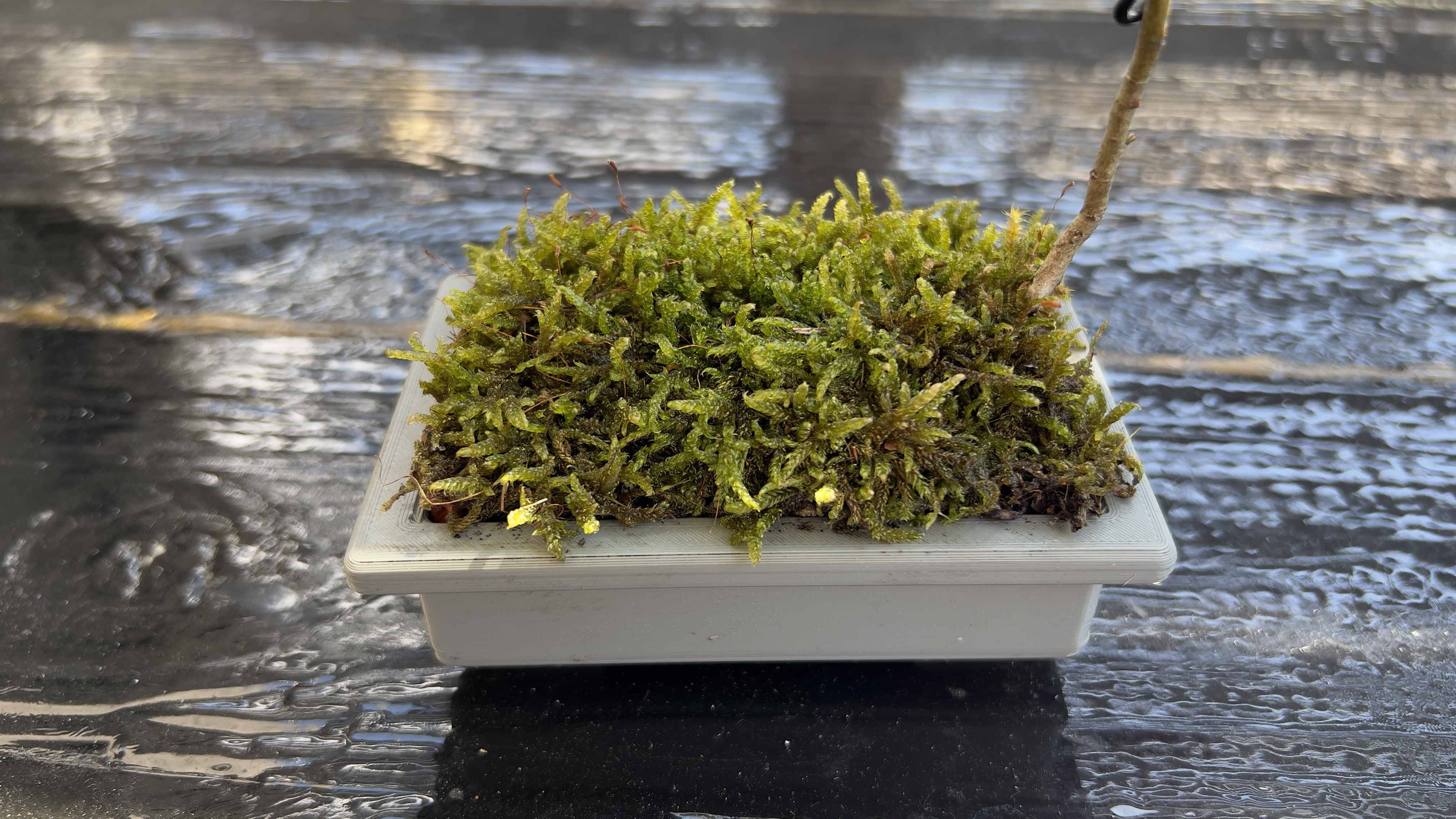 Miniatura 7 do modelo 3D Bonsai pots + coasters