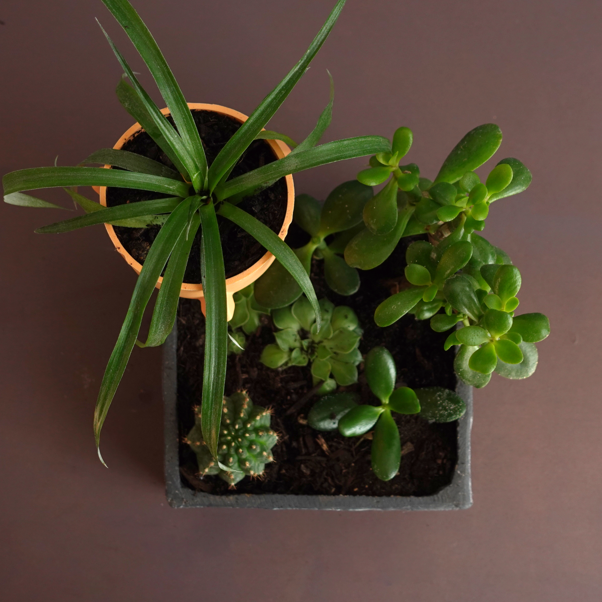 Planter “Extra” — miniatura 5