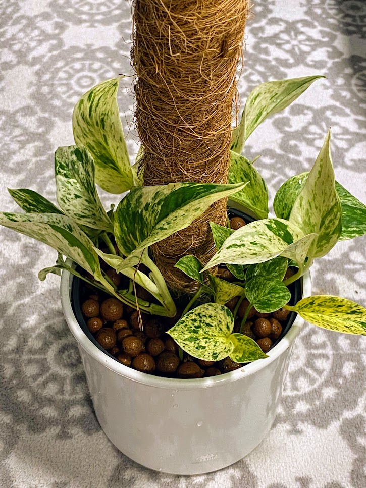 Coir stake adapter for plants in semi-hydroponics
