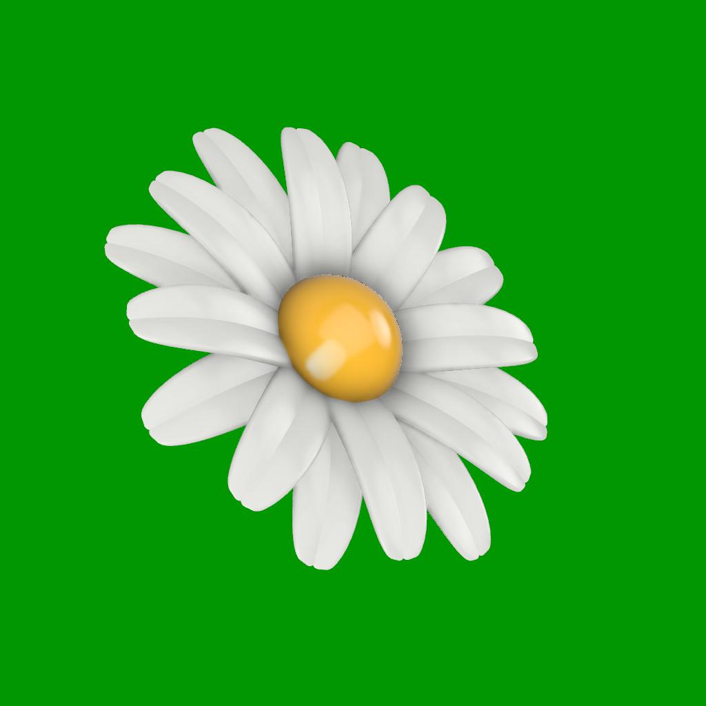 DAISY FLOWER - MARGHERITA
