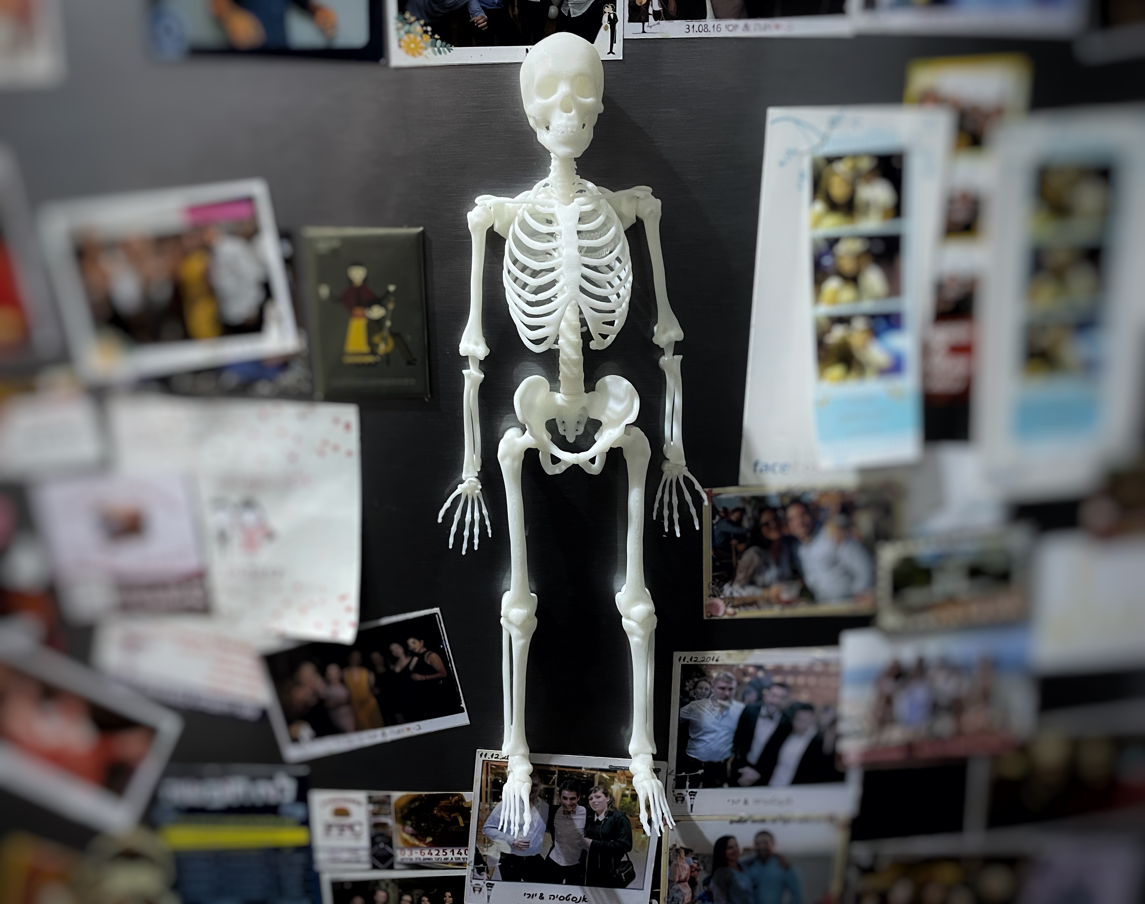 Skeleton [Refrigerator Magnet]