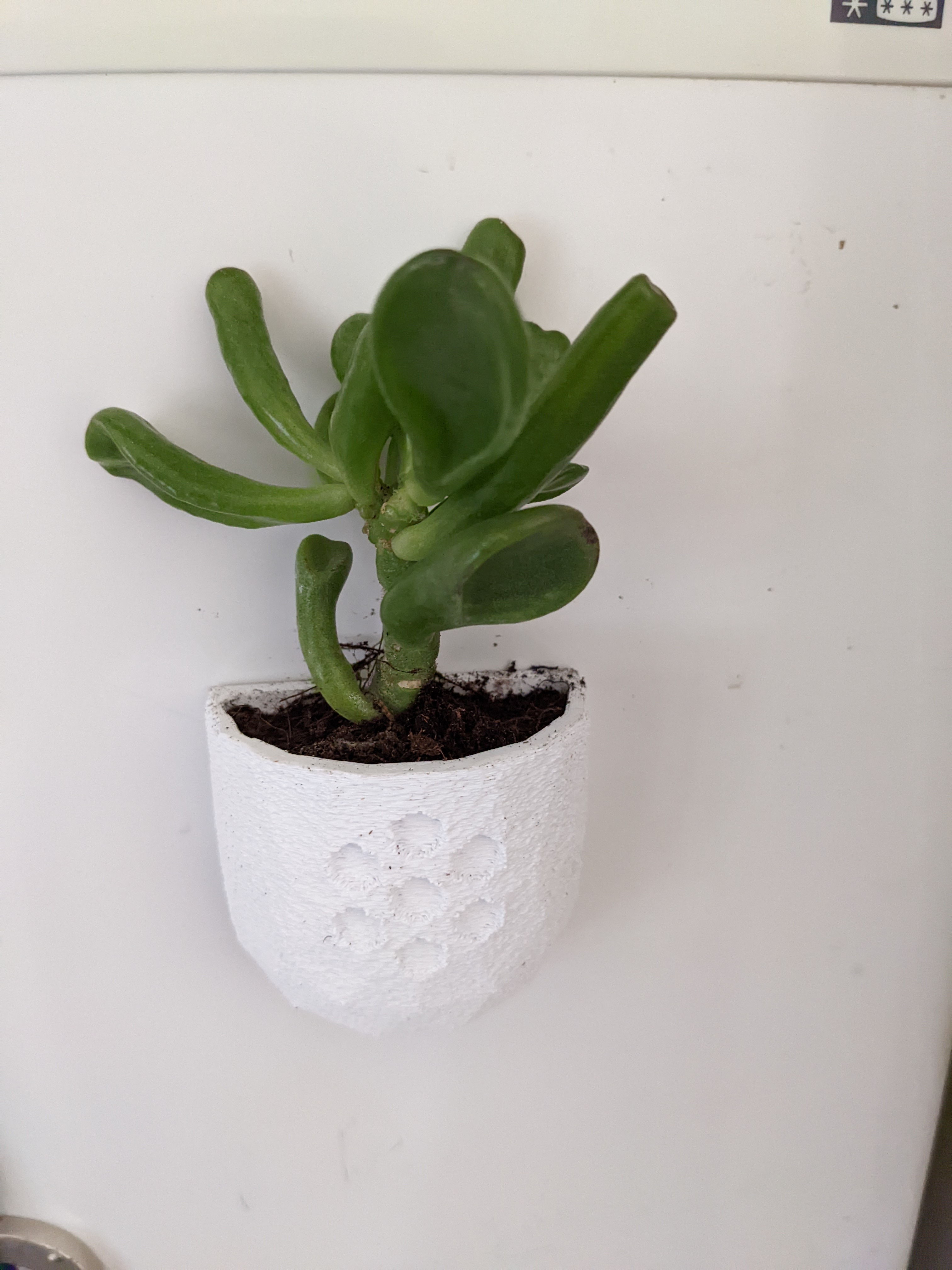 Fridge magnet mini plant pot