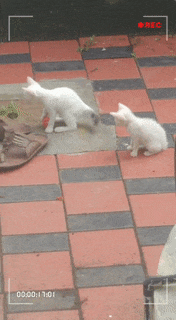 Cat Toy With Rattle