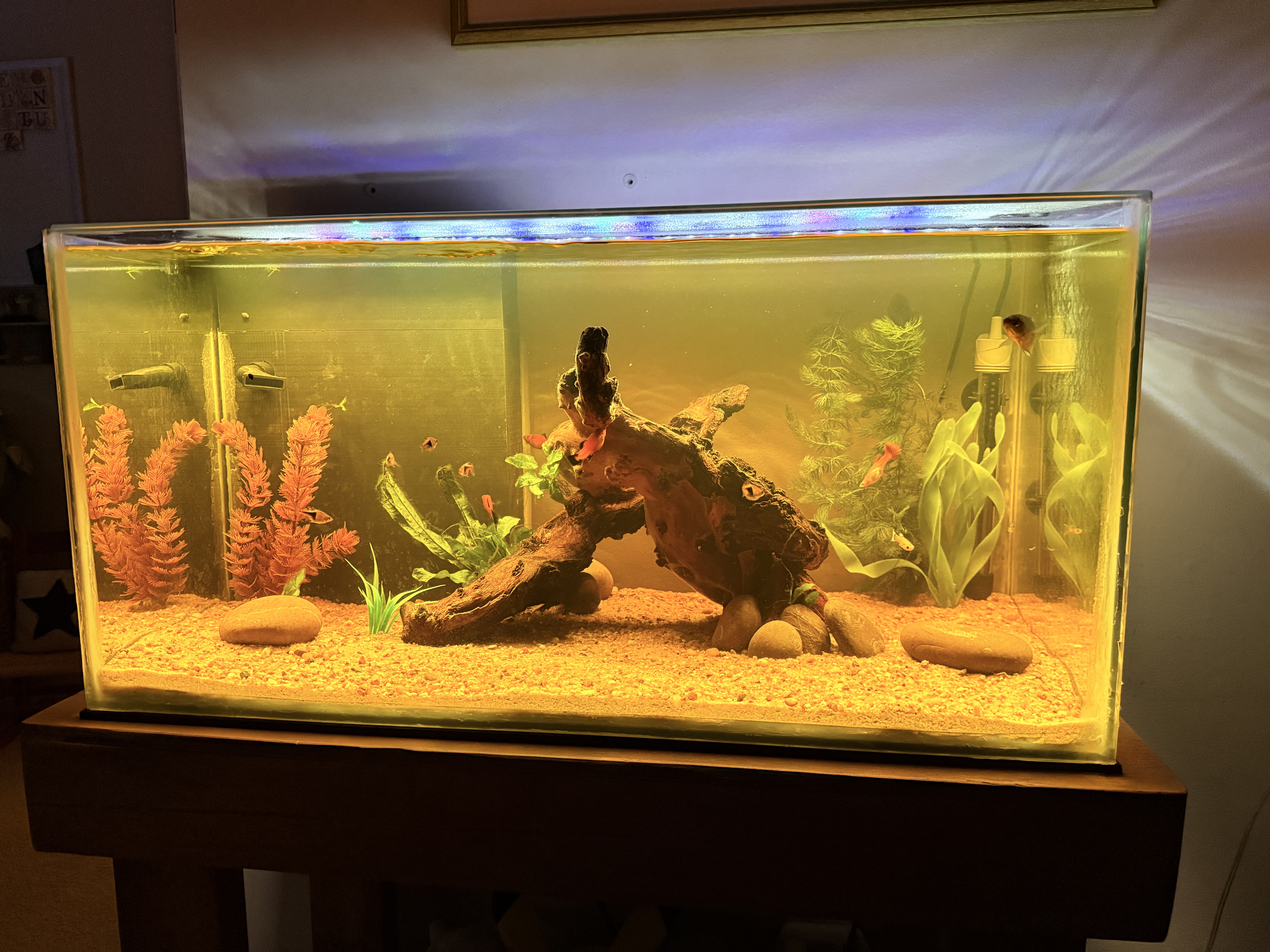DIY Fish Tank