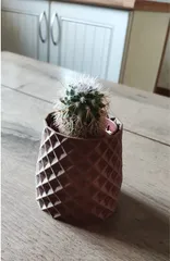 Pot à Cactus
