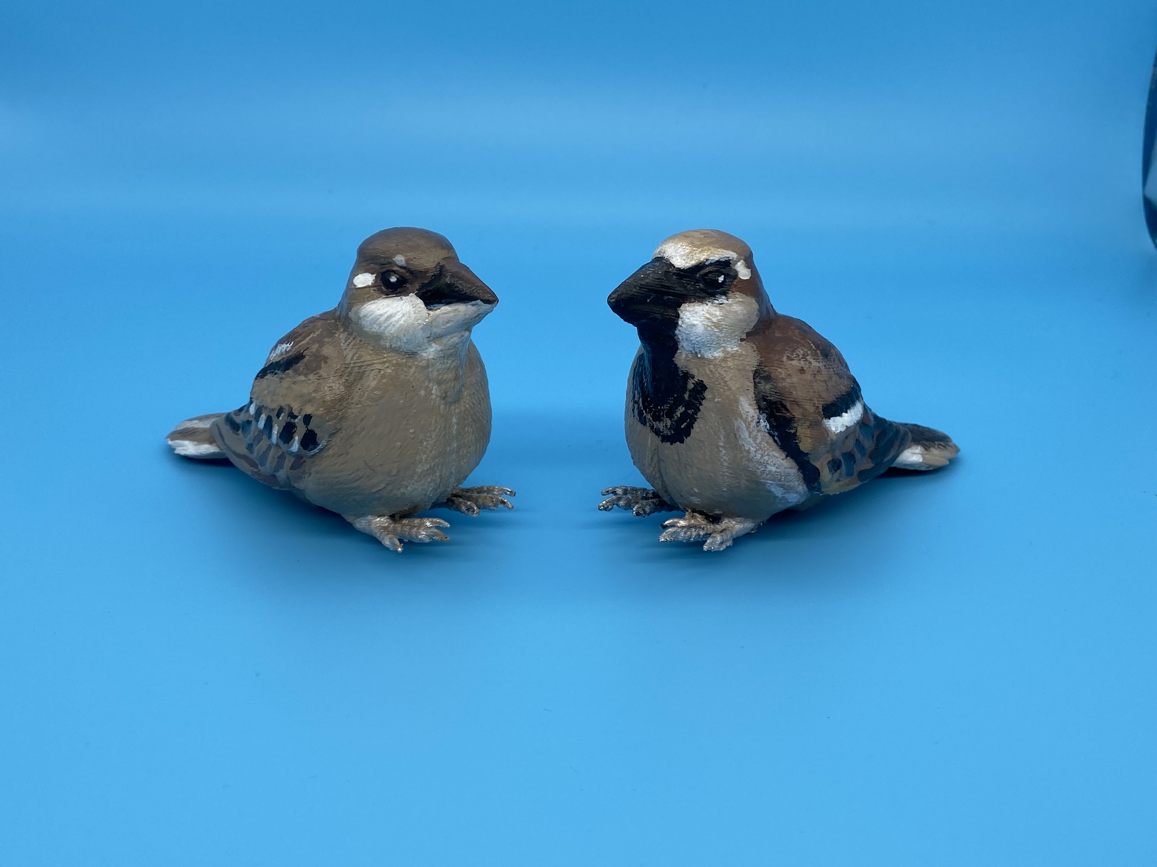 Sitting Sparrow