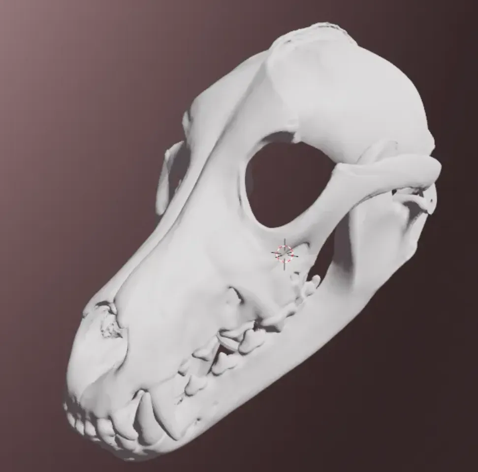 Grey wolf skull by | Download free STL model | Printables.com