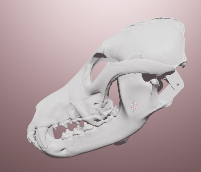 Miniatura 4 do modelo 3D Grey wolf skull mask