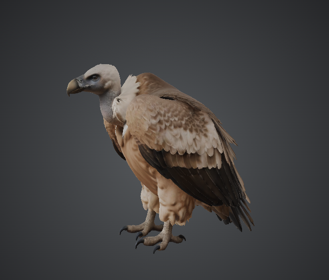 Realistic Vulture Bird Model — miniatura 2