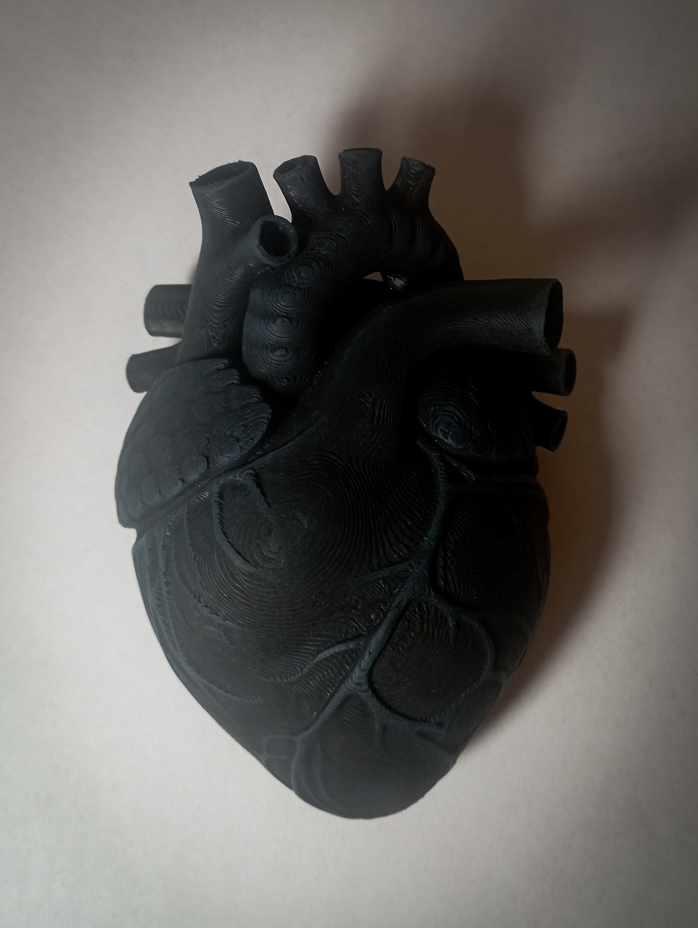 Anatomical Heart With Flat Back