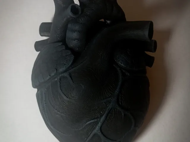 Anatomical Heart With Flat Back