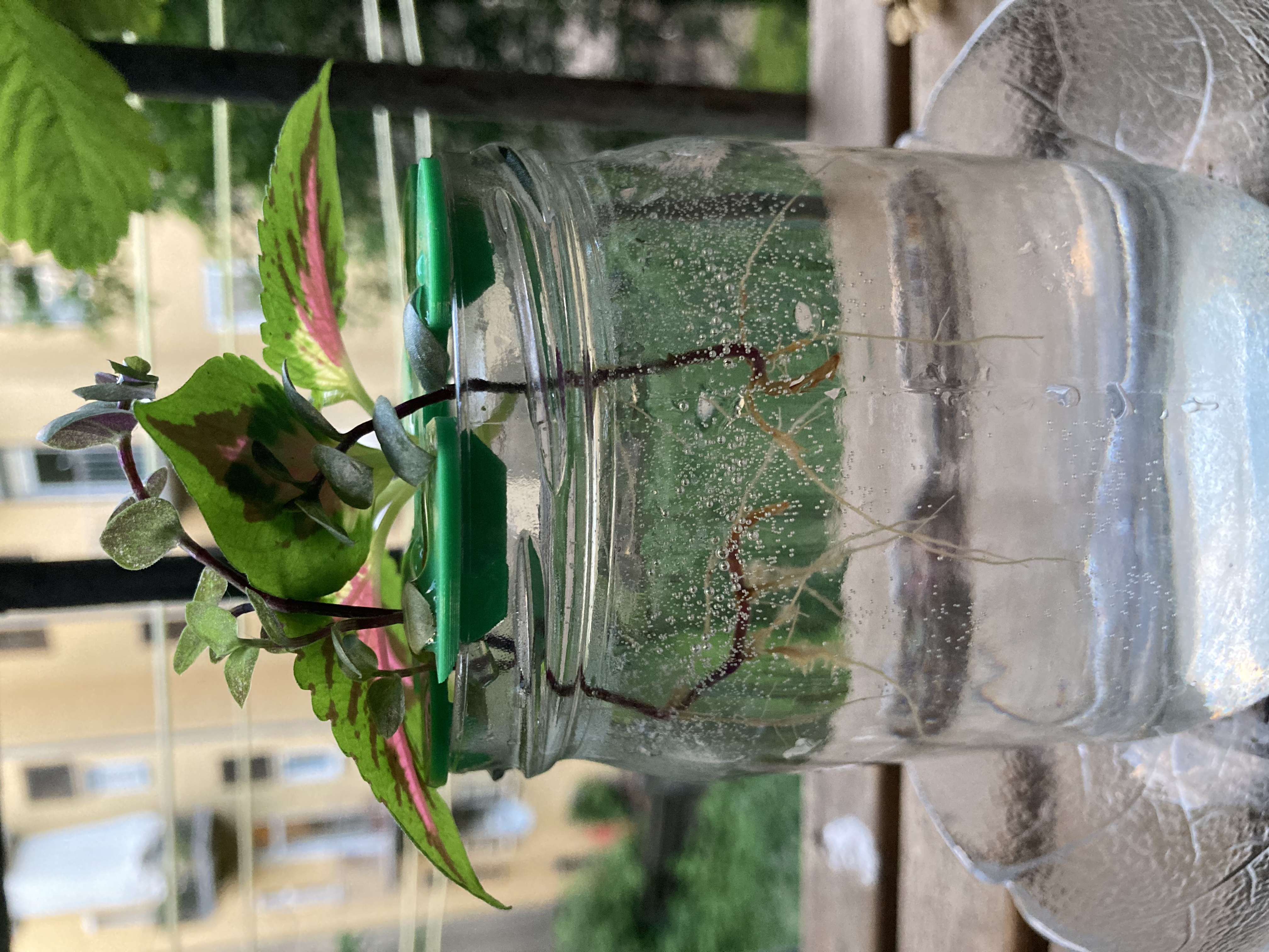 Cuttings Propagation Helper