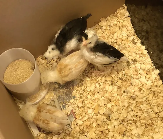 Chick Feeder
