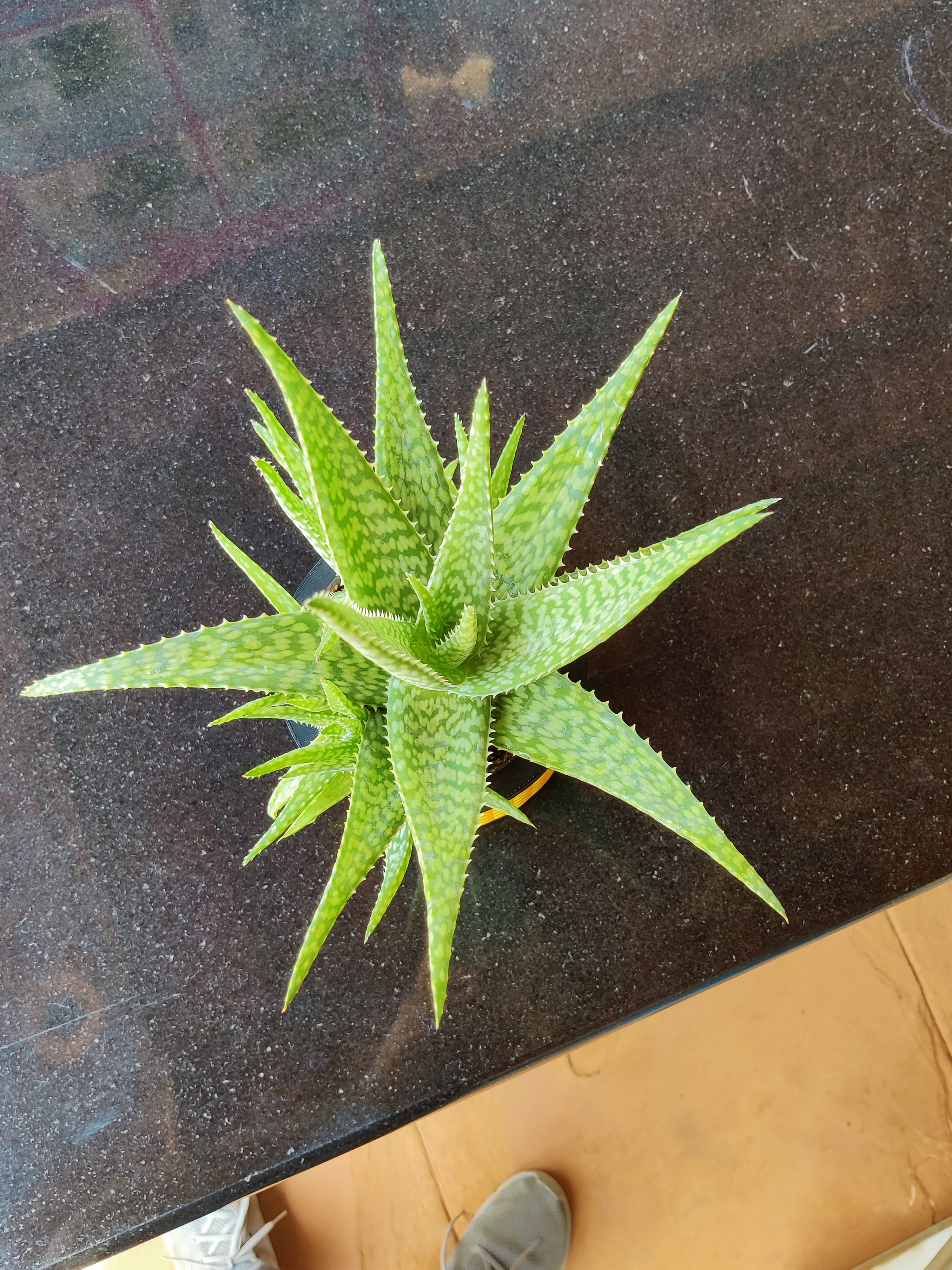 Miniatura 4 do modelo 3D Succulent Planter
