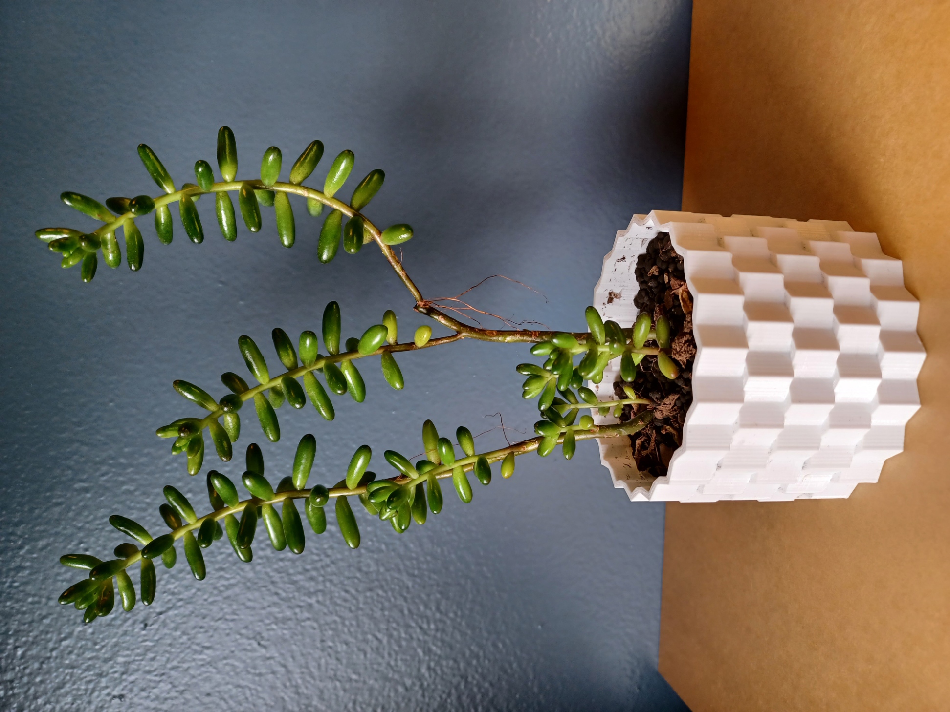Succulent Pot 1