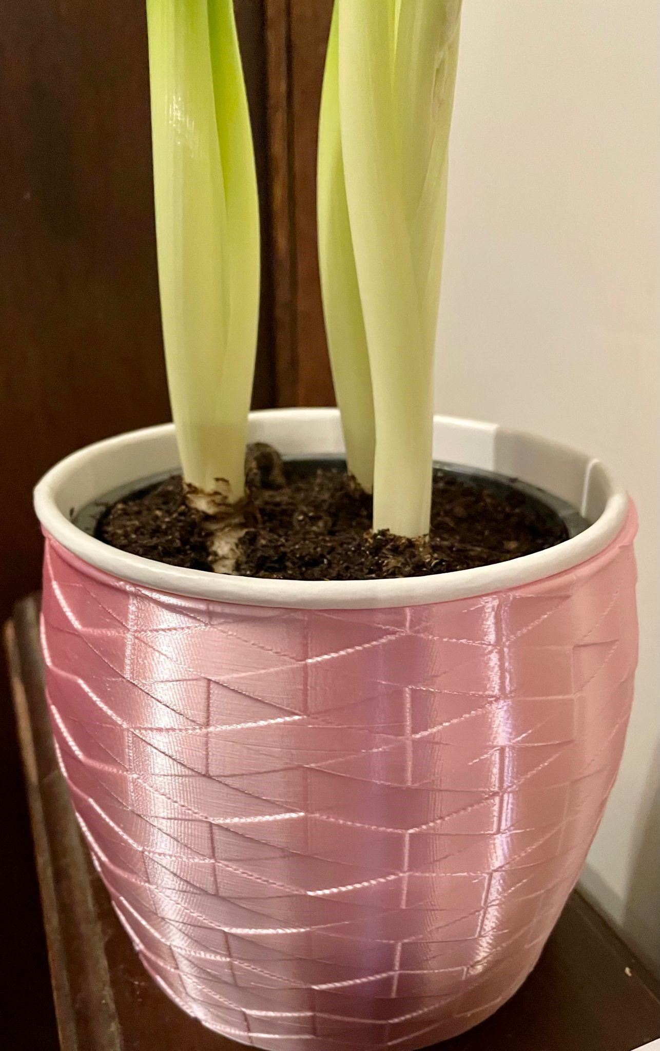 Plant Pot