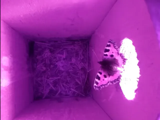 Birdhouse camera housing