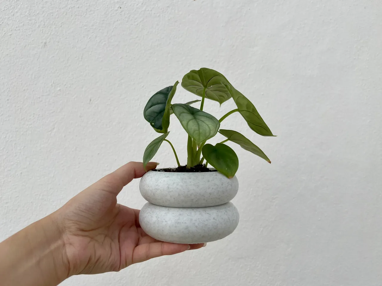 Double deck Plant Pot by JV Lobo | Download free STL model | Printables.com