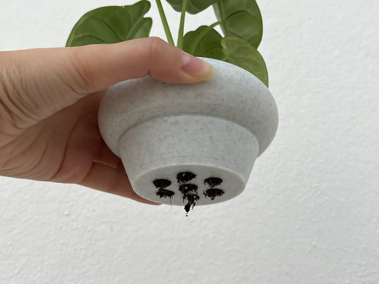anthurium acaule Anthurium Plant – Brave Floral main image 1