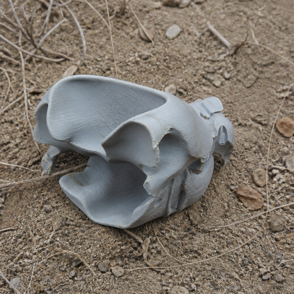 Alligator Snapping Turtle Skull