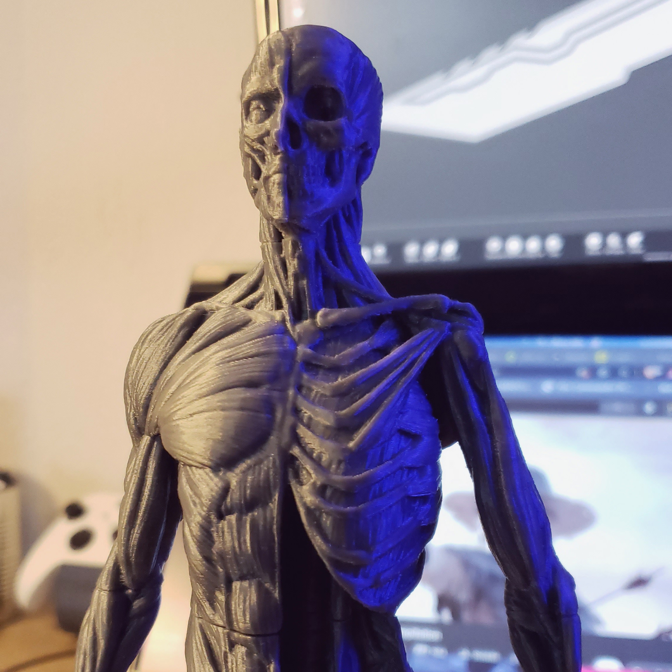 Ecorche - Human Anatomy — miniatura 3