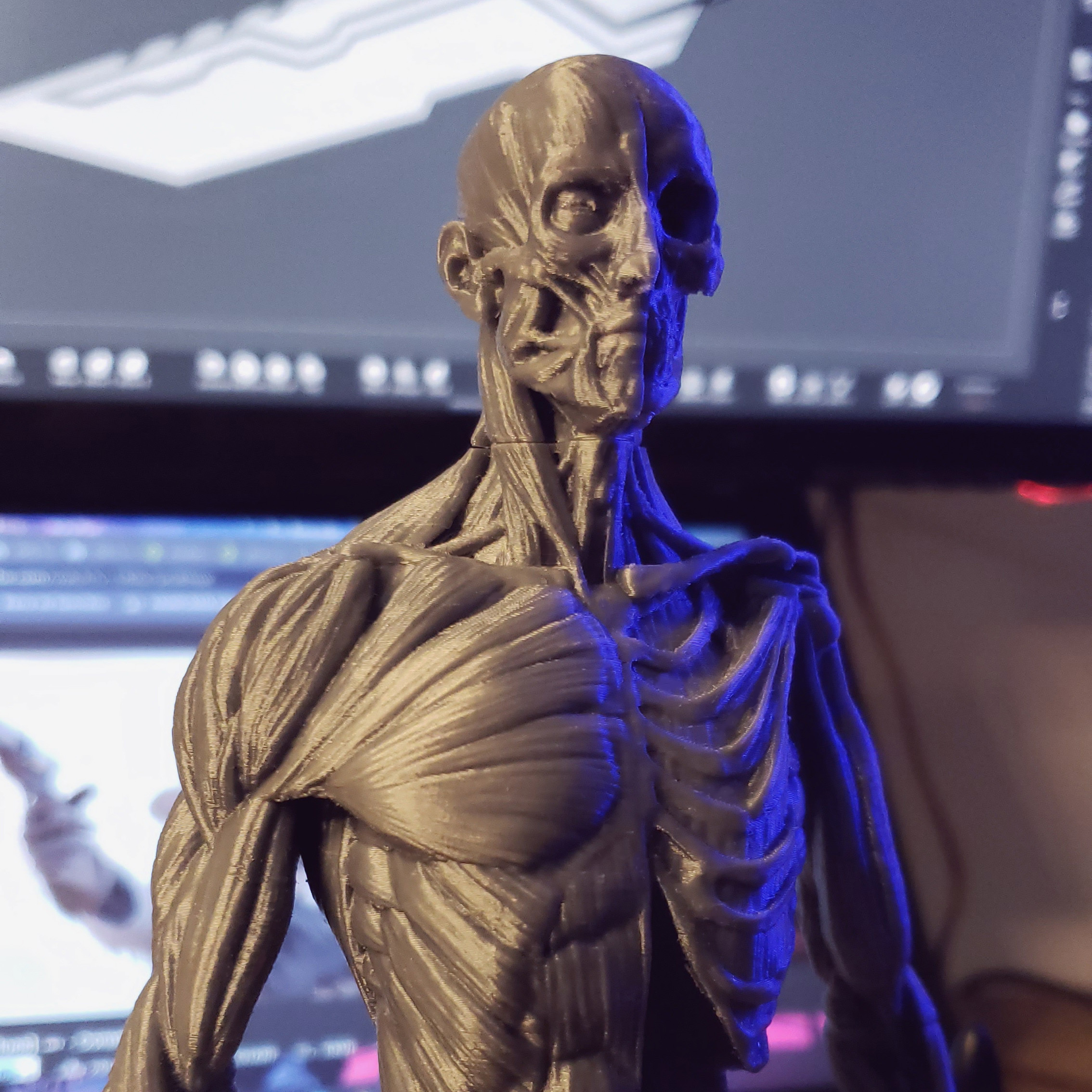 Ecorche - Human Anatomy — miniatura 6