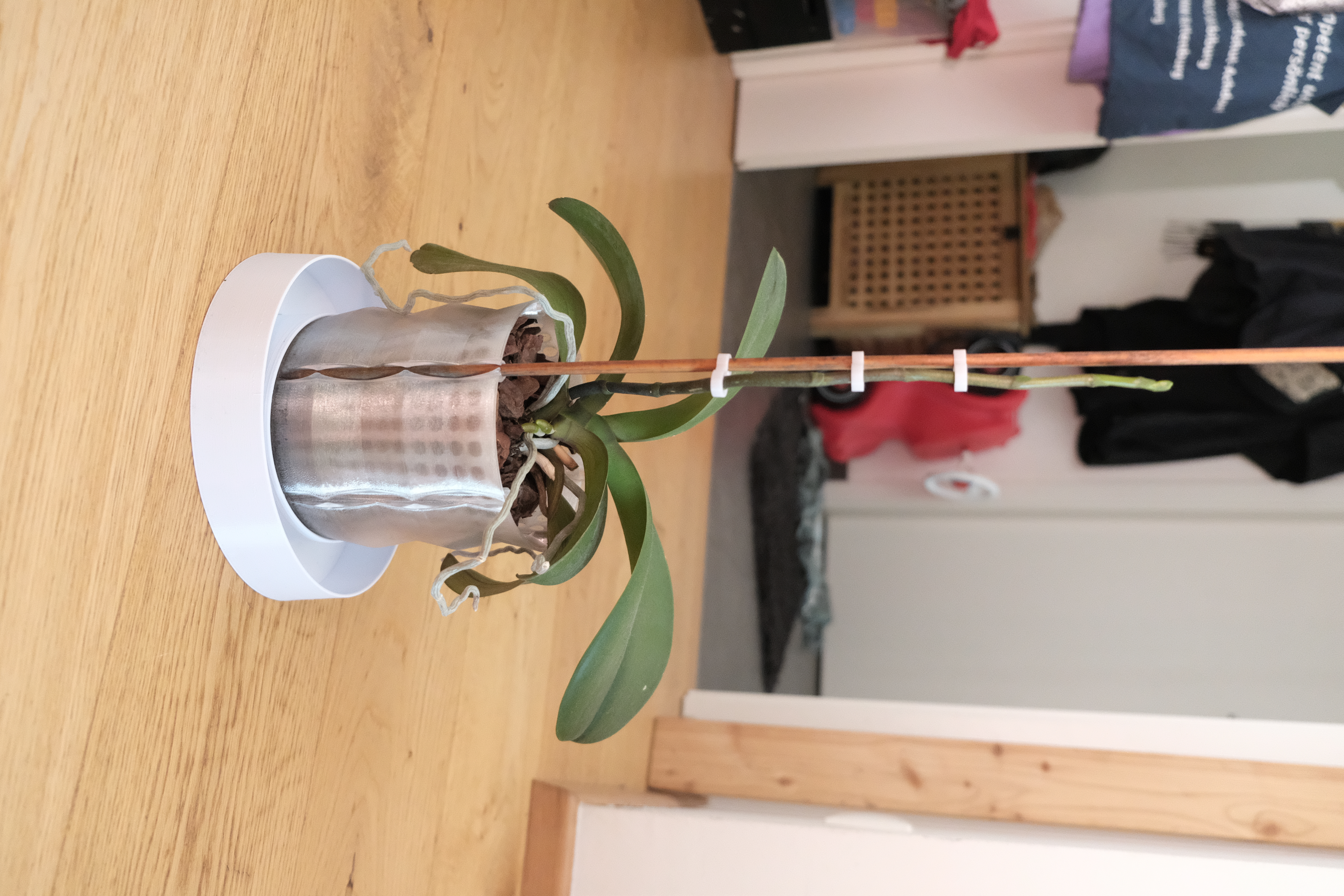 Orchid pot, self watering, vasemode