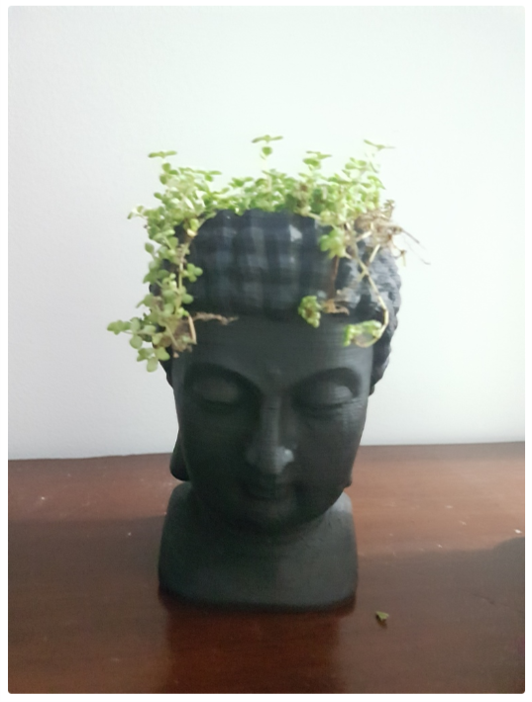 Buddha pot plant cilindrical