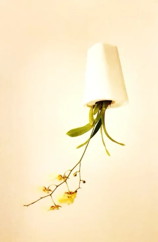 mouse plants Mickey Mouse Plant – Plant Detectives