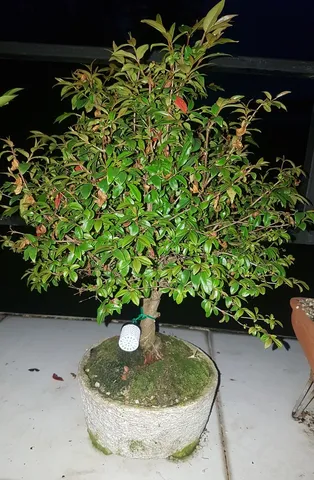 FERTILIZER POT