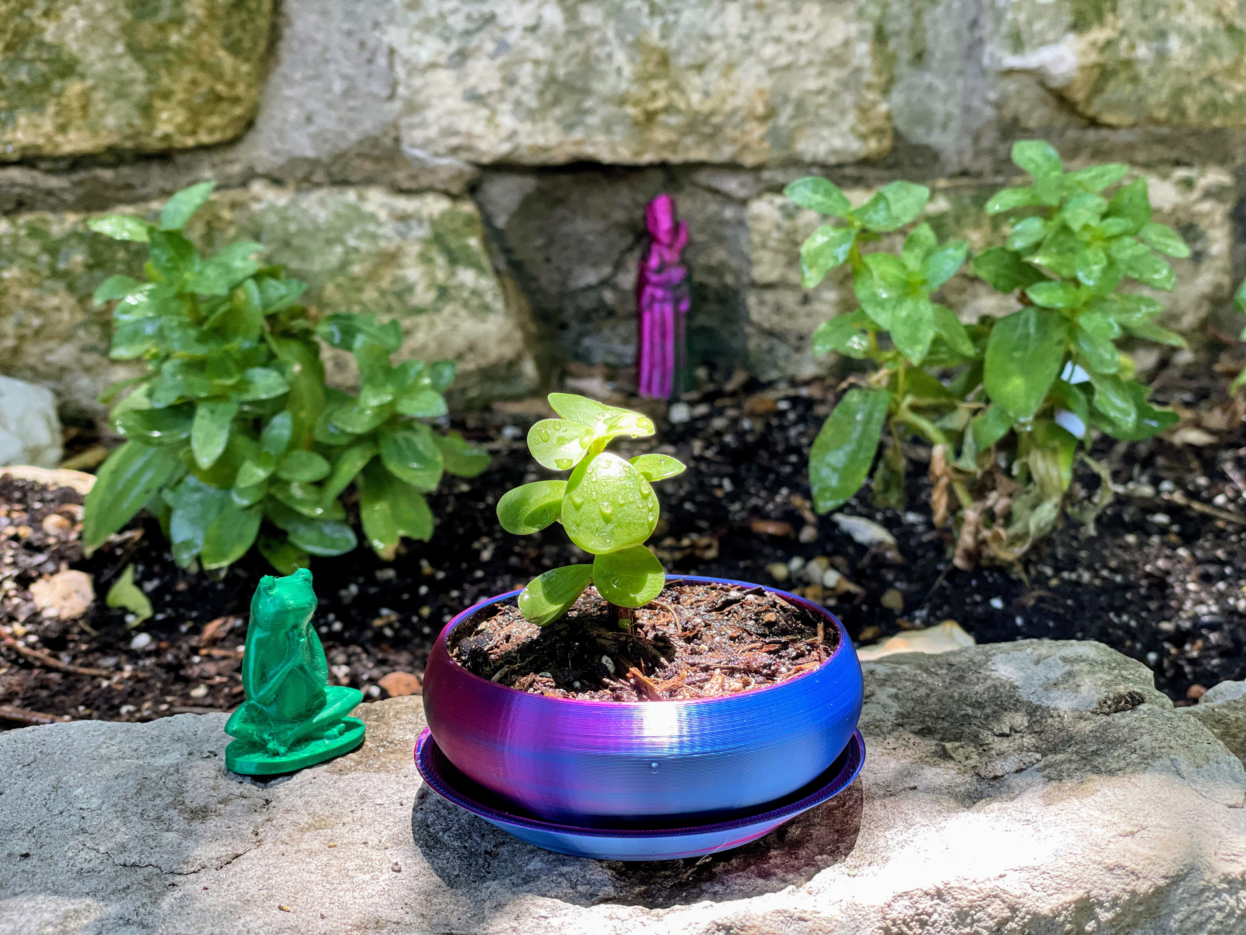 Small Succulent Pot w/ Saucer