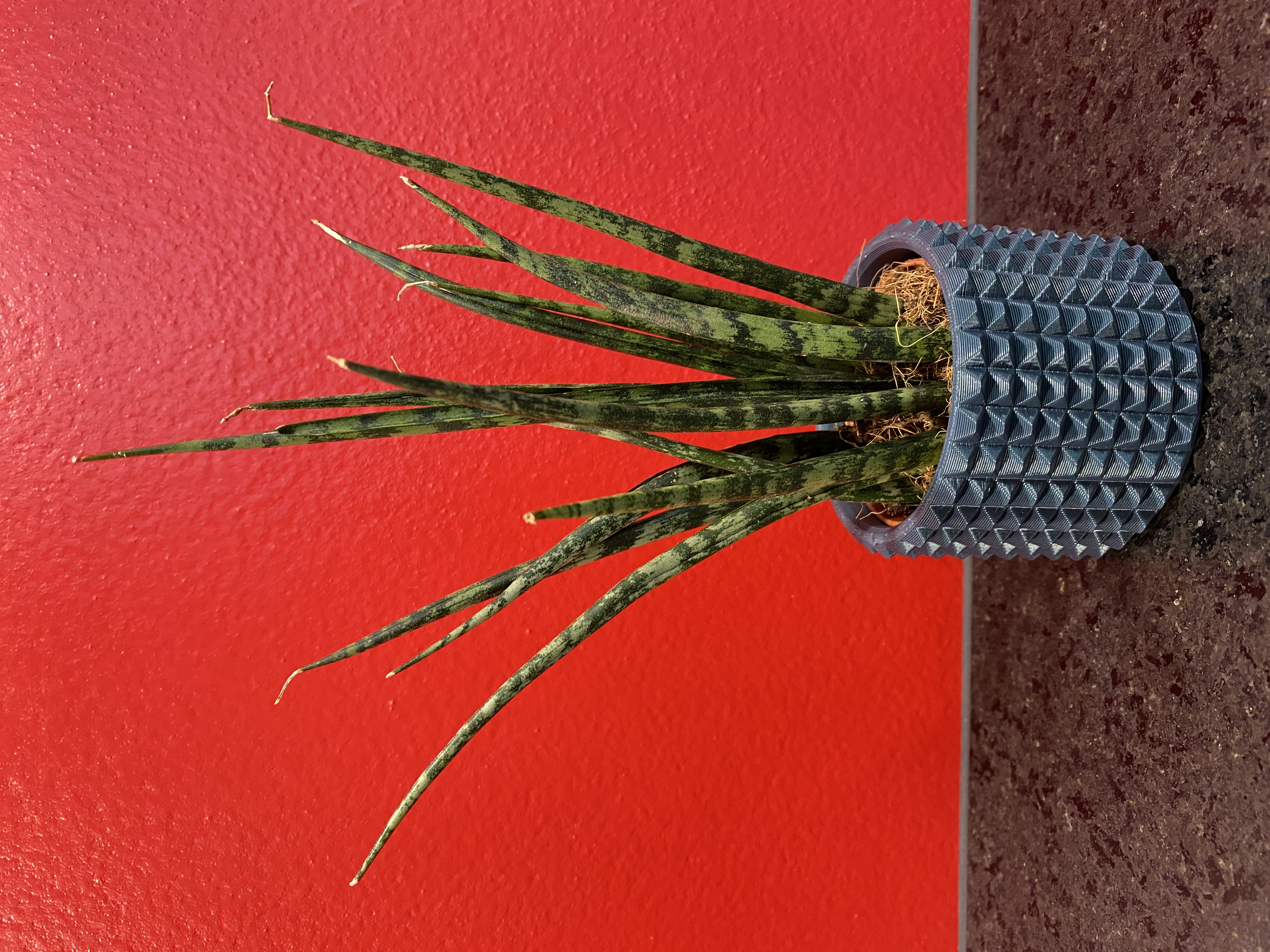 Plant-Pot - Sansevieria
