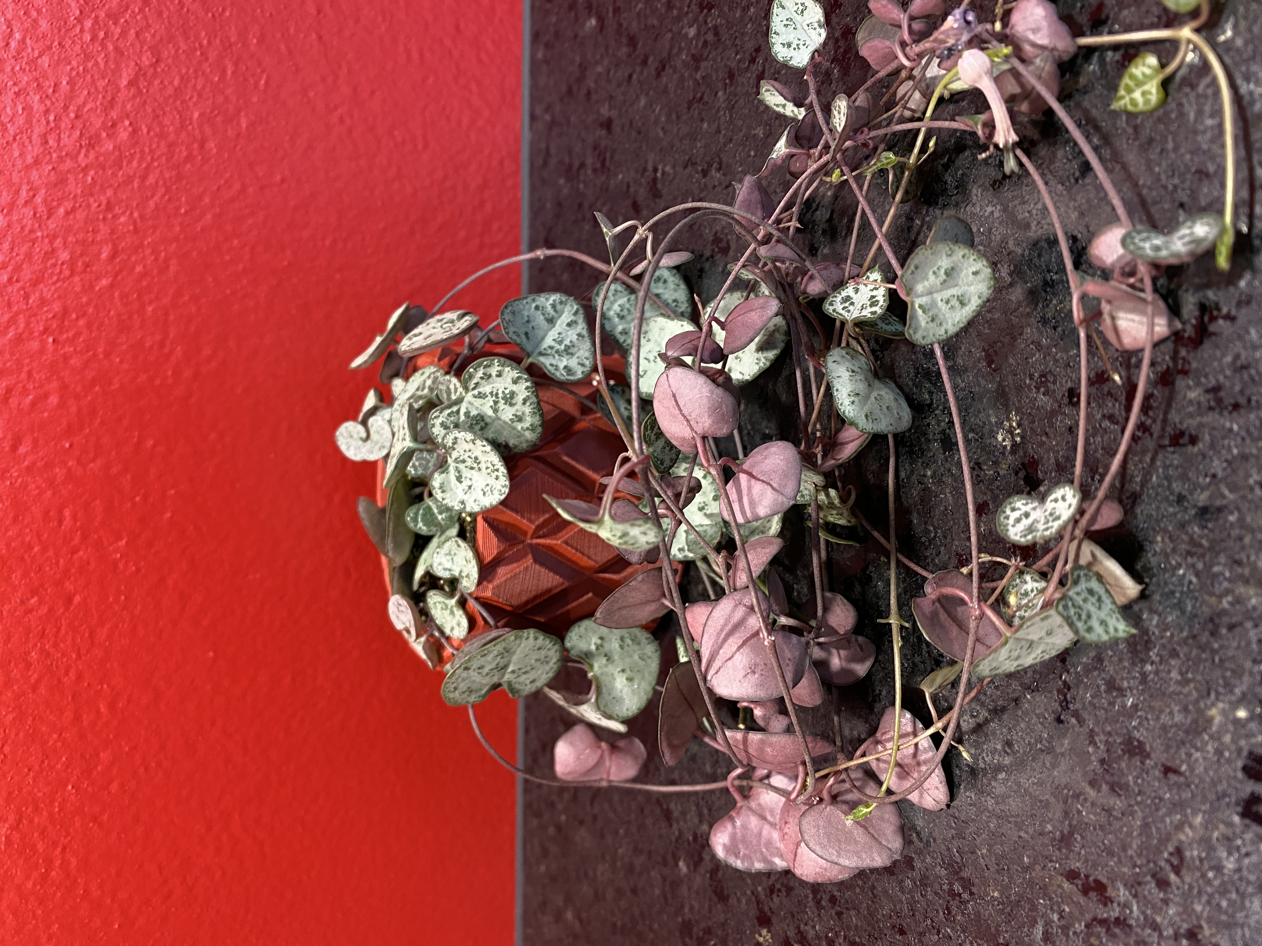 Plant-Pot Ceropegia