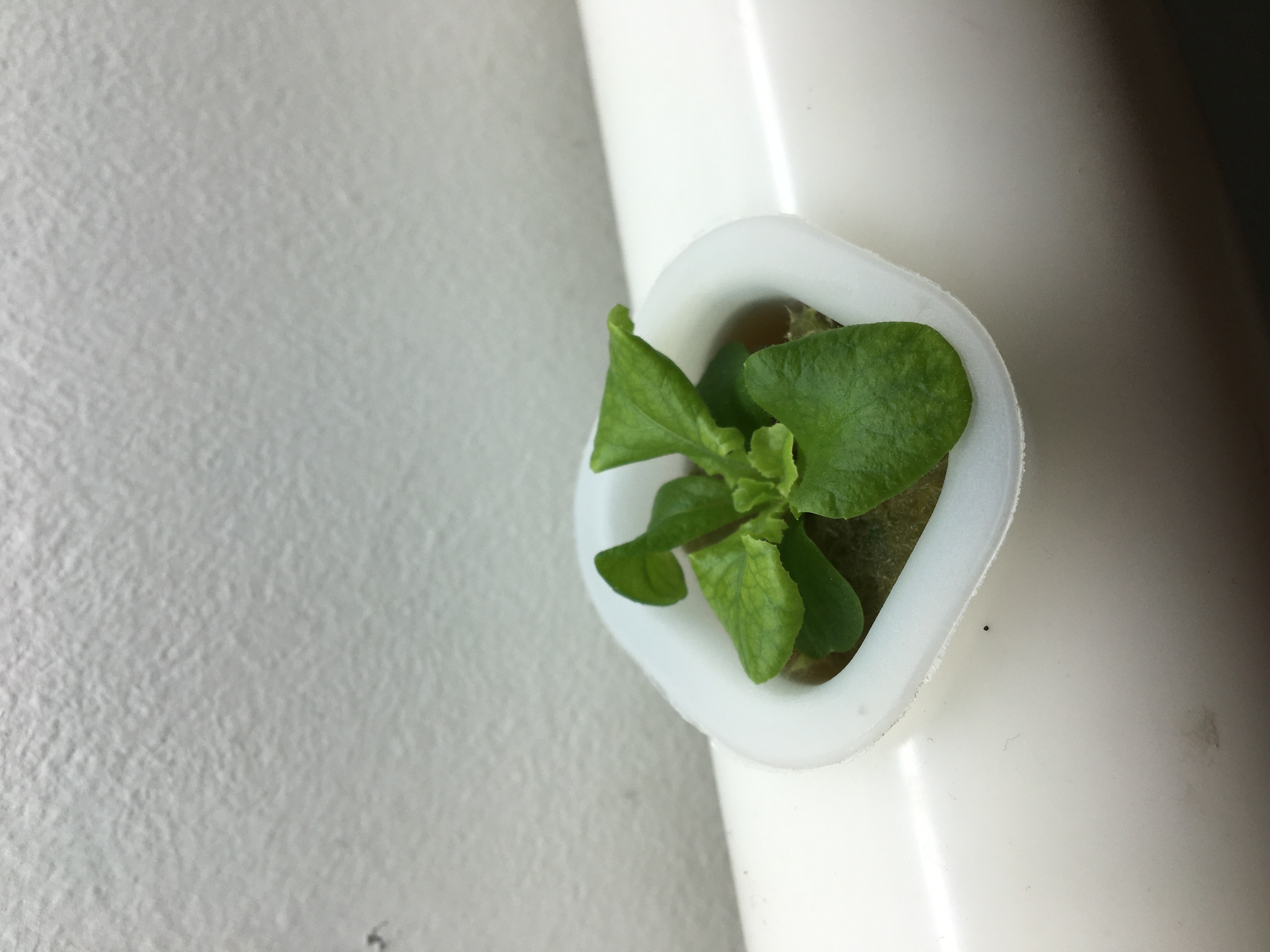 Miniatura 3 do modelo 3D Wall hydroponic system