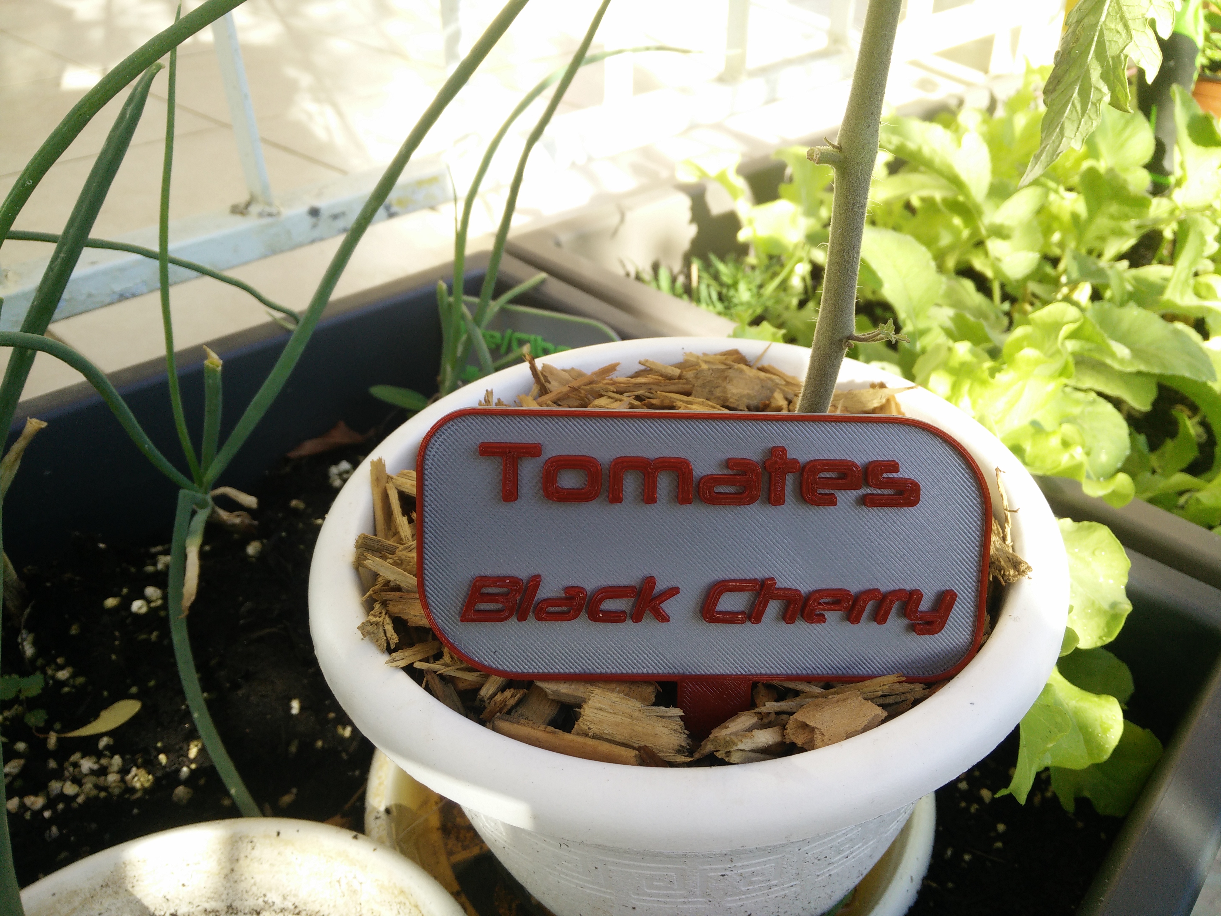 Tomates Black Cherry, panneau