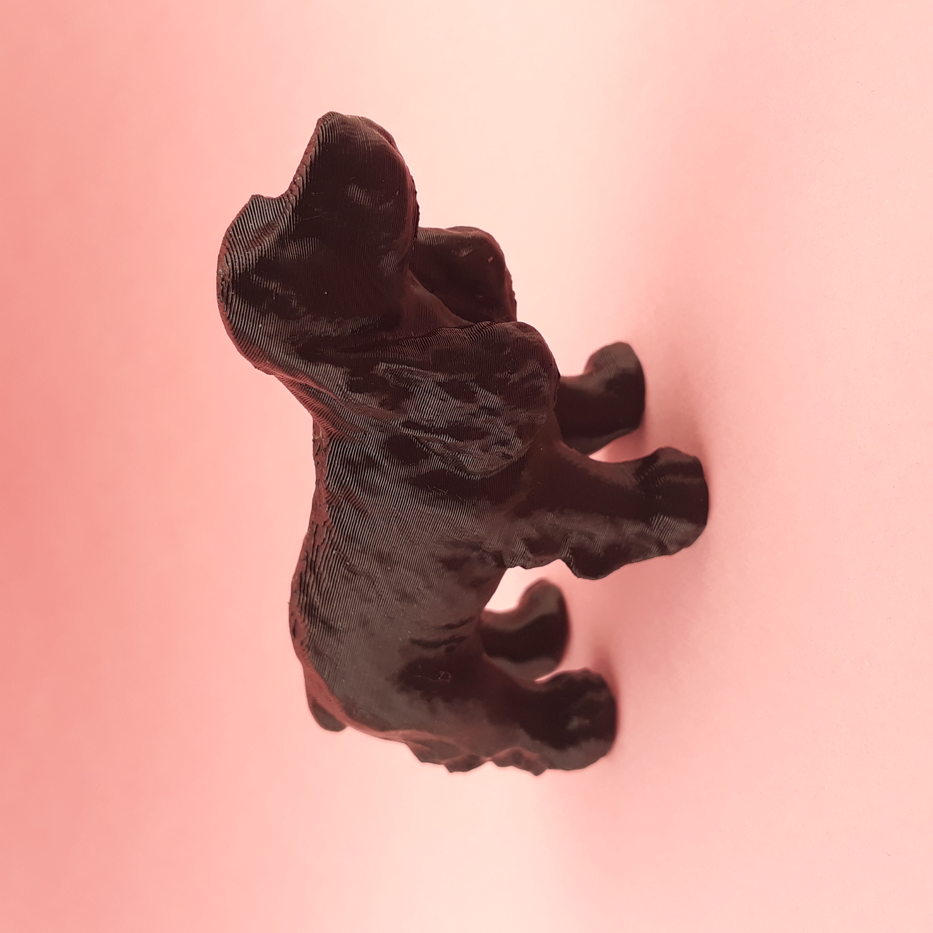 Cocker spaniel