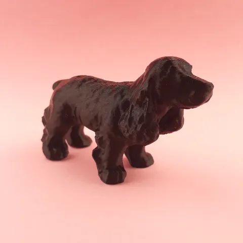 Cocker spaniel